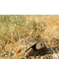 گونه لاکپشت مهمیزدار Mediterranean Spur-thighed Tortoise